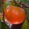 Persimmon