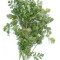 Cilantro fresco